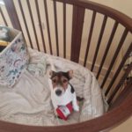 Mischling Cella, 12/2025, Endgröße ca. 35 cm