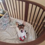 Mischling Cella, 12/2025, Endgröße ca. 35 cm