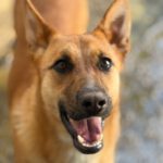 Schäferhund Mischling Chanel, 07/2025, ca. 60 cm