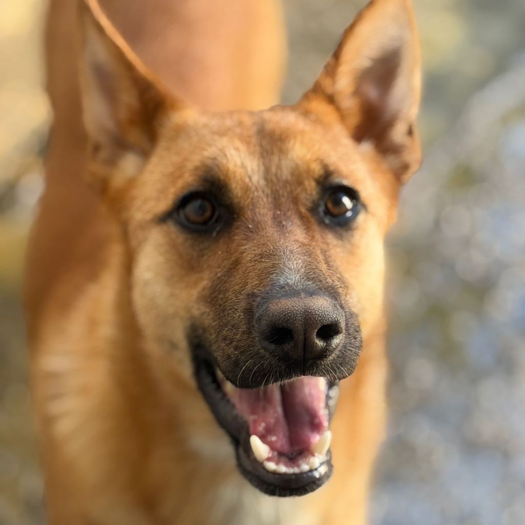 Schäferhund Mischling Chanel, 07/2025, ca. 60 cm