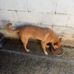 Schäferhund Mischling Chanel, 07/2025, ca. 60 cm