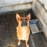 Schäferhund Mischling Chanel, 07/2025, ca. 60 cm