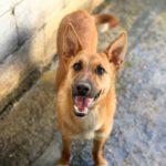 Schäferhund Mischling Chanel, 07/2025, ca. 60 cm