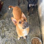 Schäferhund Mischling Chanel, 07/2025, ca. 60 cm