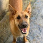 Schäferhund Mischling Chanel, 07/2025, ca. 60 cm