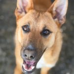 Schäferhund Mischling Chanel, 07/2025, ca. 60 cm