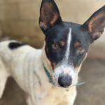 Bodeguero Mischling Chapo, 04/2024, ca. 47 cm