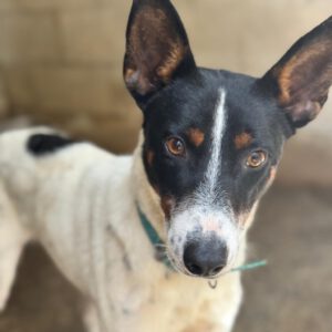 Bodeguero Mischling Chapo, 04/2024, ca. 47 cm