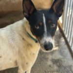 Bodeguero Mischling Chapo, 04/2024, ca. 47 cm