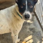 Bodeguero Mischling Chapo, 04/2024, ca. 47 cm