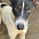 Bodeguero Mischling Chapo, 04/2024, ca. 47 cm