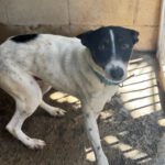 Bodeguero Mischling Chapo, 04/2024, ca. 47 cm