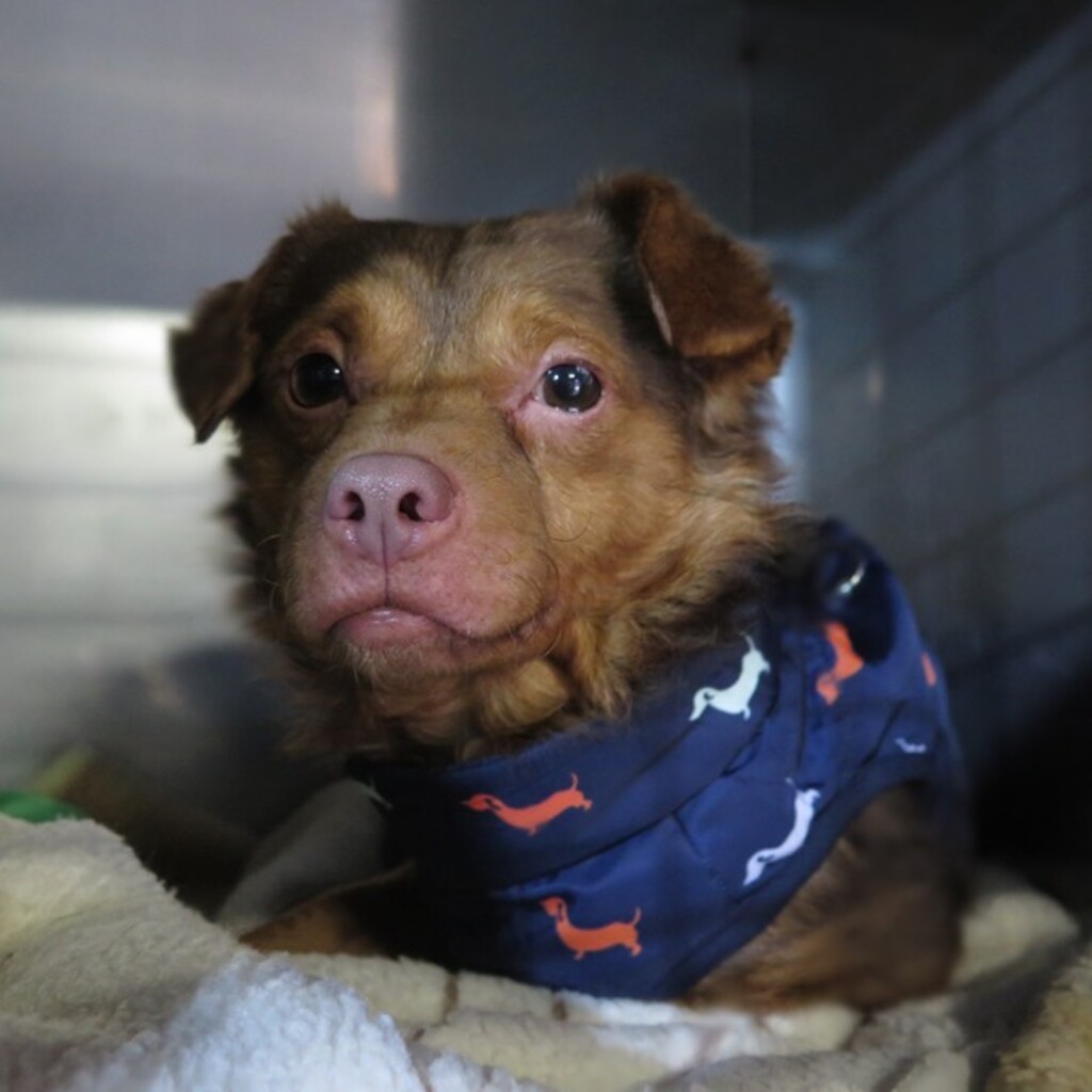 Mischling Cheeto, 06/2021, ca. 30 cm