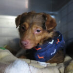 Mischling Cheeto, 06/2021, ca. 30 cm