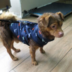 Mischling Cheeto, 06/2021, ca. 30 cm