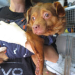 Mischling Cheeto, 06/2021, ca. 30 cm