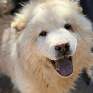 Chow Chow China, 09/2022, ca. 55 cm