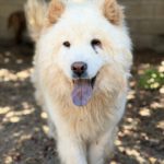 Chow Chow China, 09/2022, ca. 55 cm