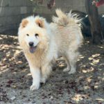 Chow Chow China, 09/2022, ca. 55 cm