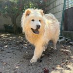 Chow Chow China, 09/2022, ca. 55 cm