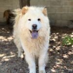 Chow Chow China, 09/2022, ca. 55 cm