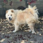 Chow Chow China, 09/2022, ca. 55 cm