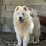 Chow Chow China, 09/2022, ca. 55 cm