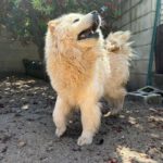 Chow Chow China, 09/2022, ca. 55 cm