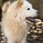 Chow Chow China, 09/2022, ca. 55 cm