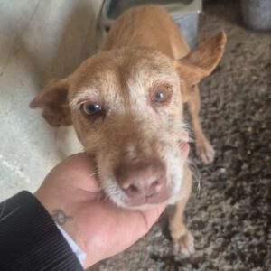 Podenco Chispa, 02/2016, ca. 45 cm