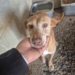 Podenco Chispa, 02/2016, ca. 45 cm