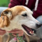 Podenco Chispi, 10/2014, ca. 45 cm