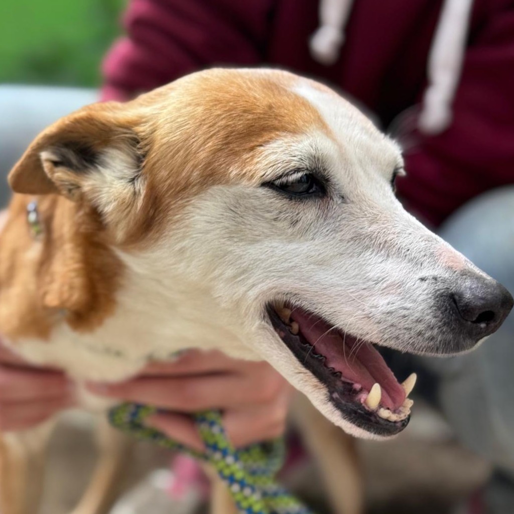 Podenco Chispi, 10/2014, ca. 45 cm