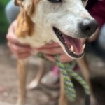 Podenco Chispi, 10/2014, ca. 45 cm