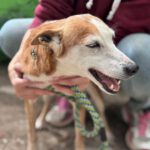 Podenco Chispi, 10/2014, ca. 45 cm