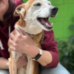 Podenco Chispi, 10/2014, ca. 45 cm