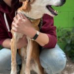 Podenco Chispi, 10/2014, ca. 45 cm