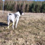 Bodeguero Chorizo, 05/2017, ca. 40 cm, 07980 Berga-Wünschendorf