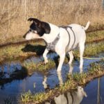Bodeguero Chorizo, 05/2017, ca. 40 cm, 07980 Berga-Wünschendorf