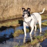 Bodeguero Chorizo, 05/2017, ca. 40 cm, 07980 Berga-Wünschendorf