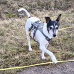 Bodeguero Chorizo, 05/2017, ca. 40 cm, 07980 Berga-Wünschendorf