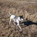 Bodeguero Chorizo, 05/2017, ca. 40 cm, 07980 Berga-Wünschendorf