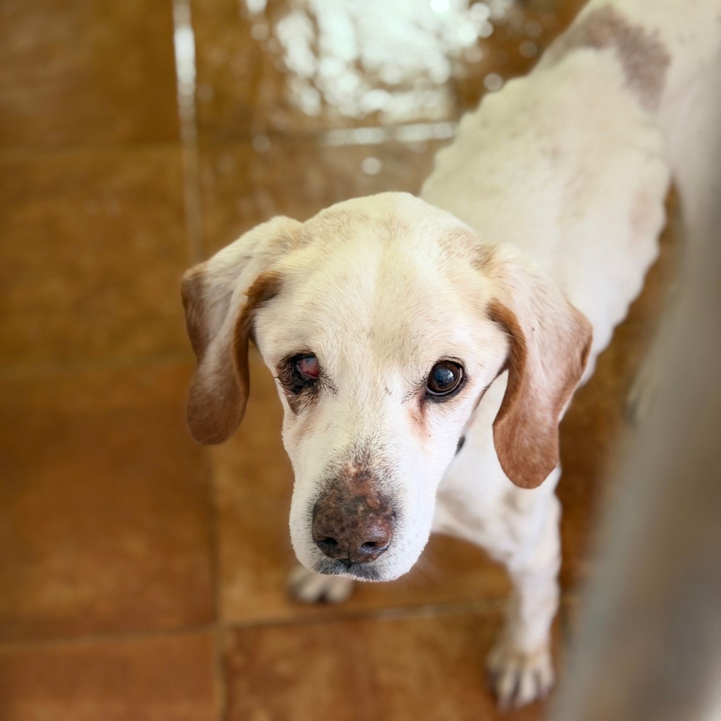 Pointer Churro, 06/2011, ca. 50 cm