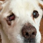 Pointer Churro, 06/2011, ca. 50 cm