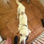 Pointer Churro, 06/2011, ca. 50 cm