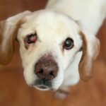 Pointer Churro, 06/2011, ca. 50 cm