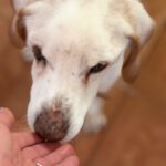 Pointer Churro, 06/2011, ca. 50 cm