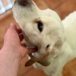 Pointer Churro, 06/2011, ca. 50 cm