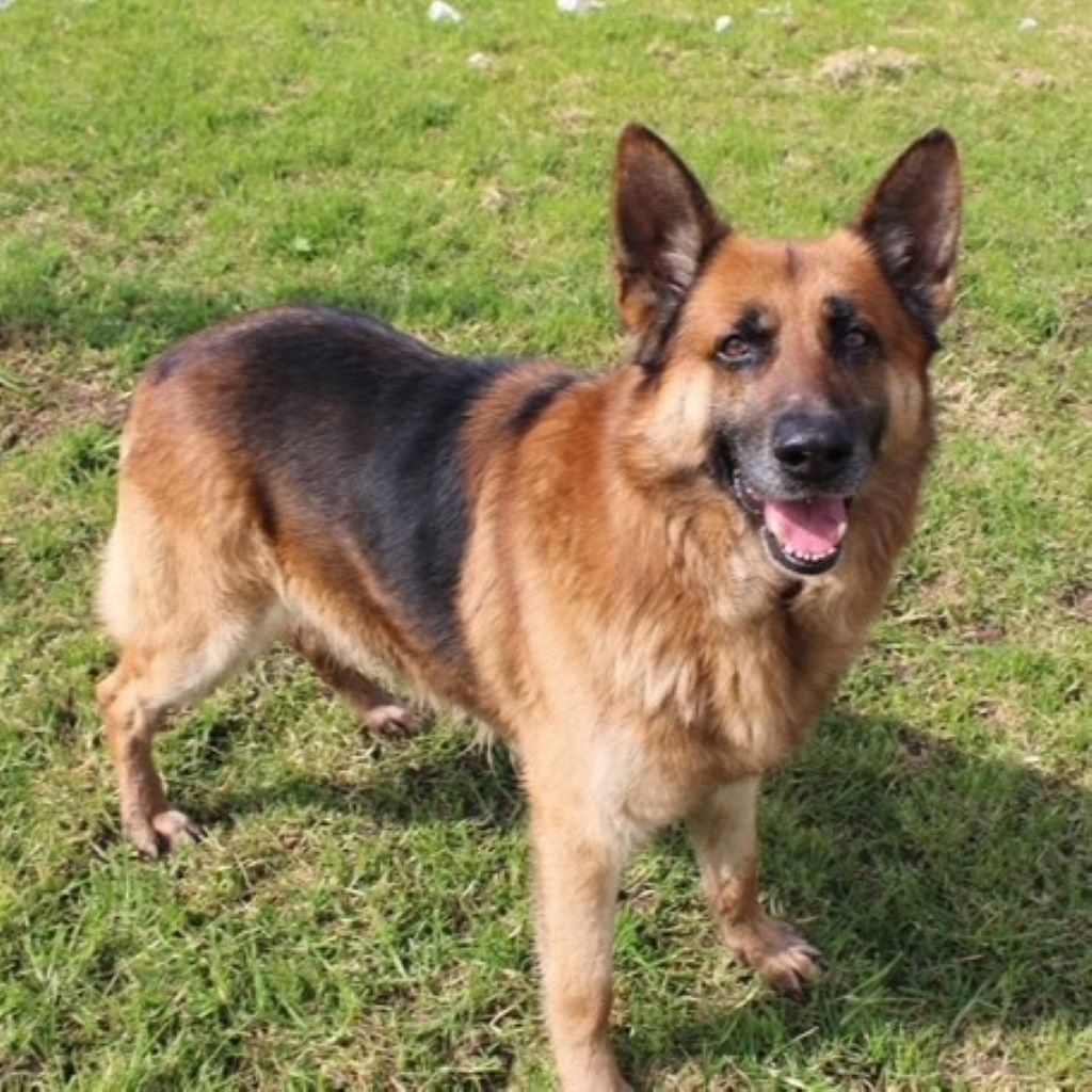 Deutscher Schäferhund Cielo, 02/2022, ca. 65 cm, 04610 Meuselwitz