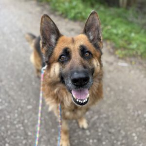 Deutscher Schäferhund Cielo, 02/2022, ca. 65 cm